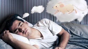 Nằm mơ thấy chuột thì đánh con gì?